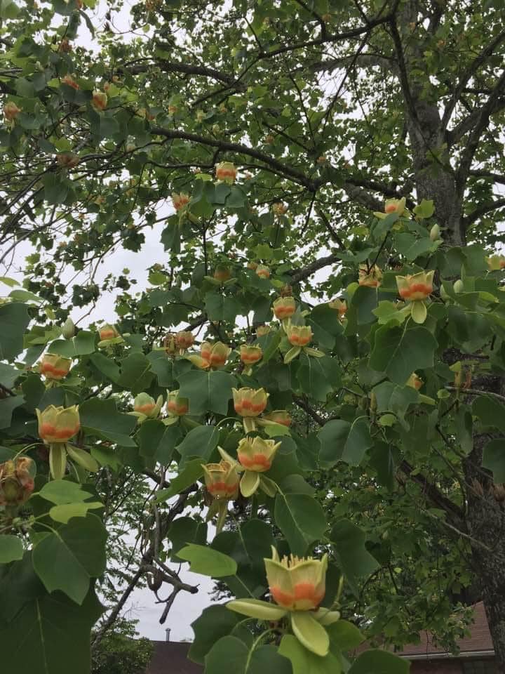 Tulip Poplar Trees Pros and Cons: Everything You Need to Know Before Planting