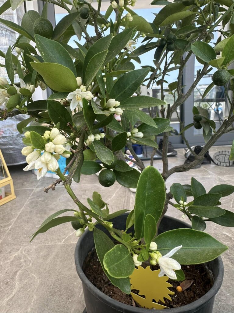10 Best Small Citrus Trees for Gardens: Identification With Full Care Guides