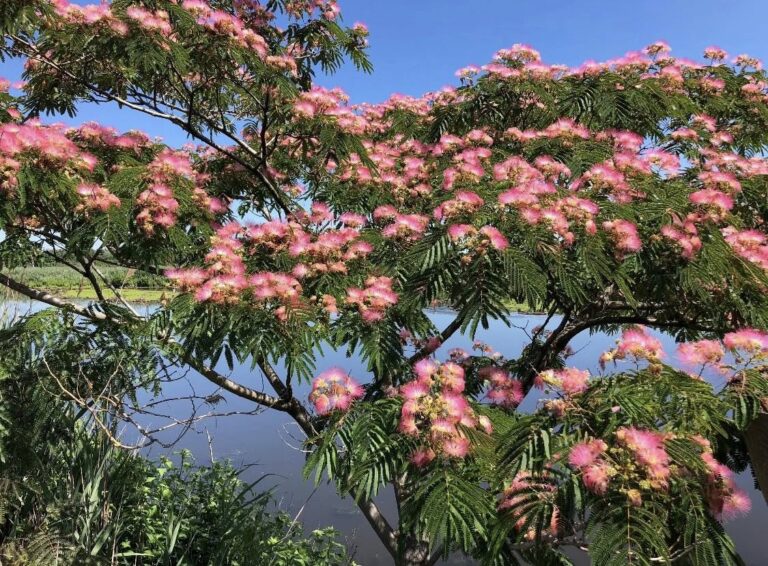 The Mimosa Tree (Albizia julibrissin): Size, Growth Rate, Problems, and Cultivation