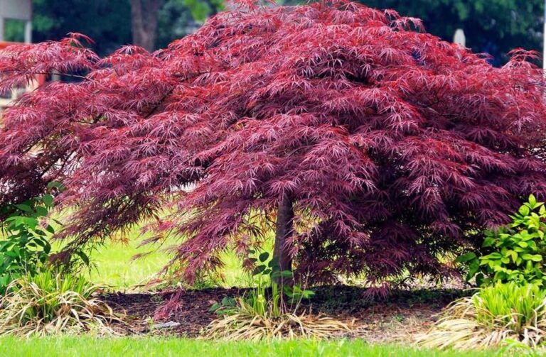 The Crimson Queen Japanese Maple: History, Size, Growth Rate, Problems, and More