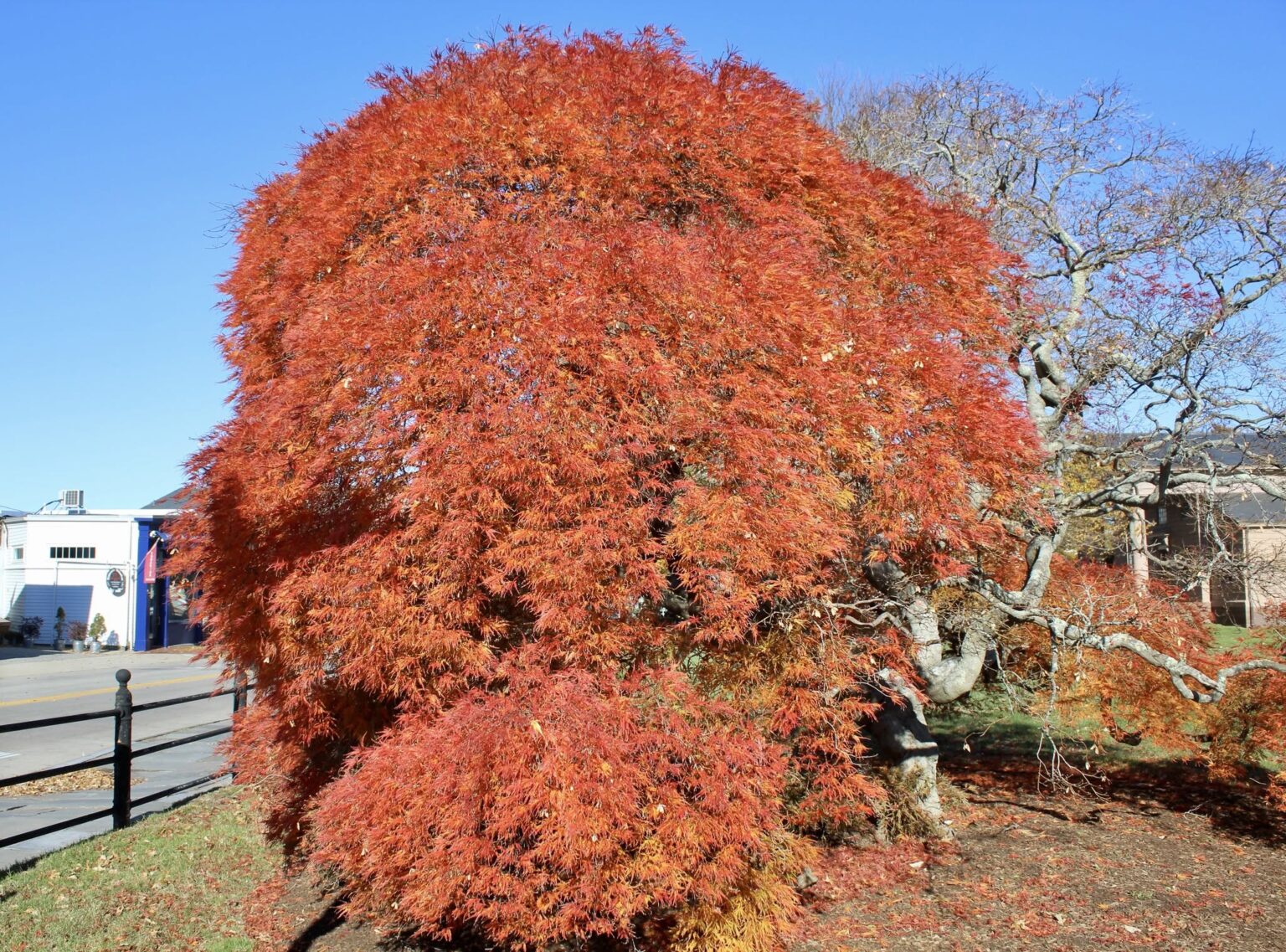 15 Stunning Dwarf Japanese Maple Varieties (With Pictures and Growing ...