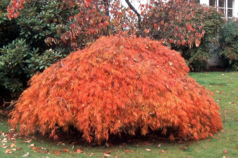 15 Stunning Dwarf Japanese Maple Varieties (With Pictures and Growing Tips)