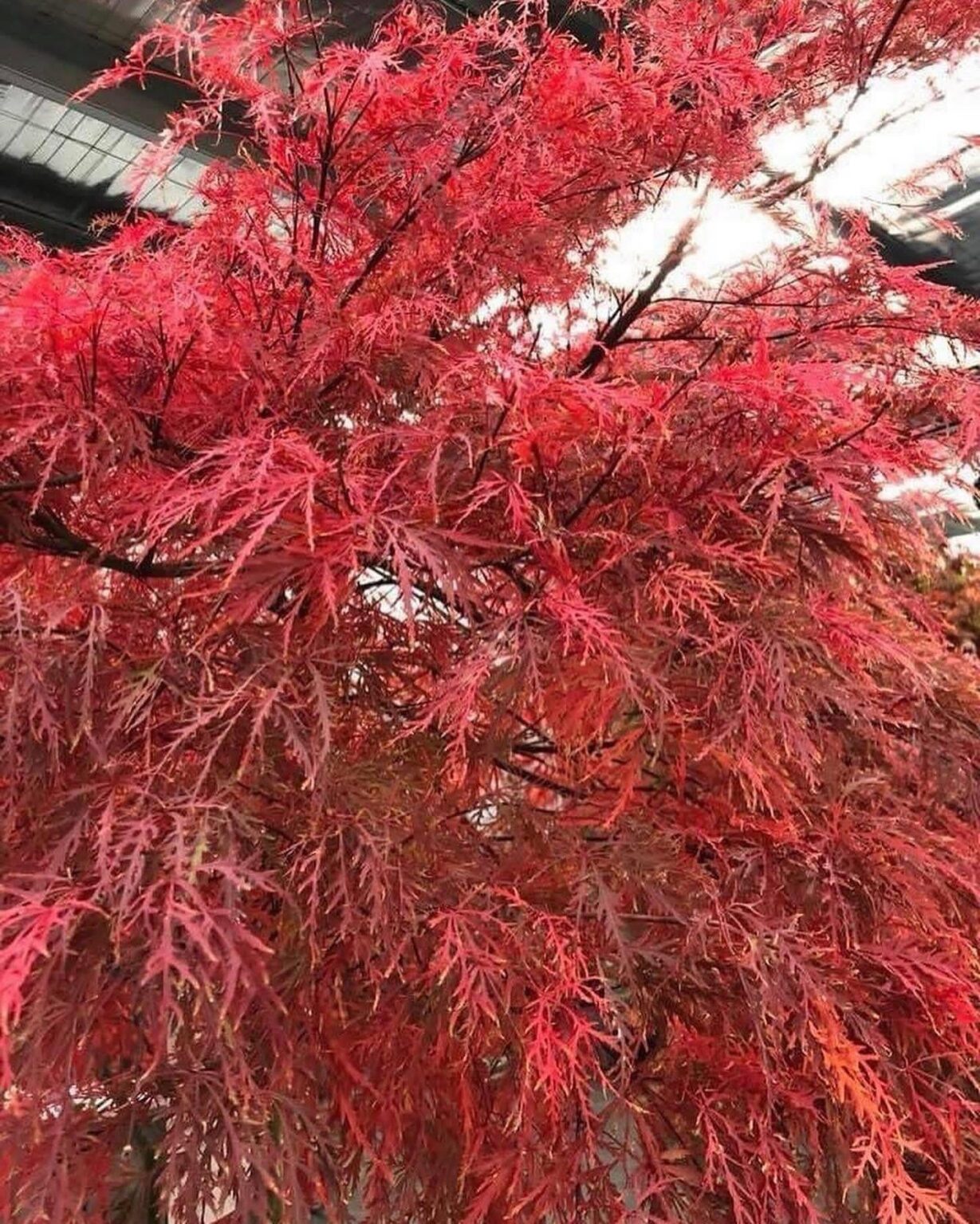 15 Stunning Dwarf Japanese Maple Varieties (With Pictures and Growing ...
