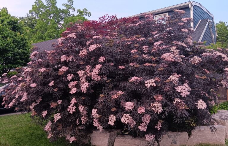 Black Lace Elderberry: Identification, Size, Shape, and Growth Details