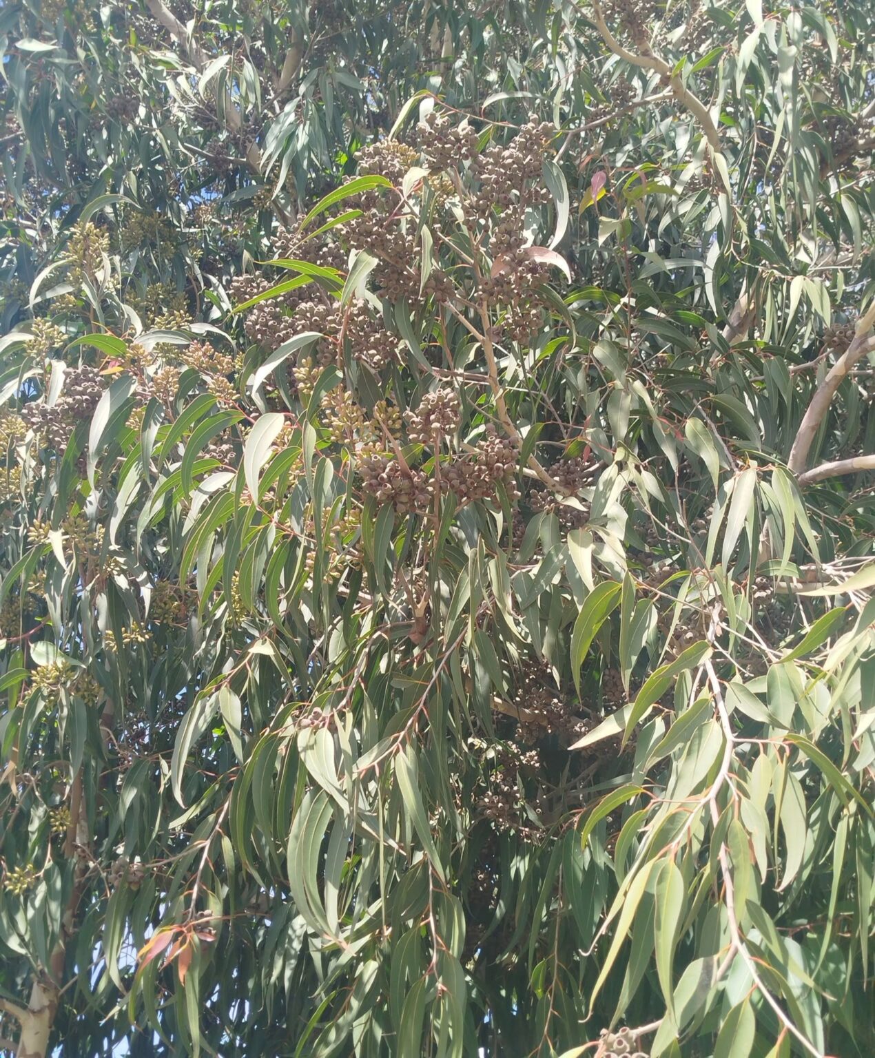 Native Pointing Tree 15 Stunning Trees With Blue Leaves (With Pictures) - Citycacti