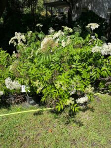 Elderberry