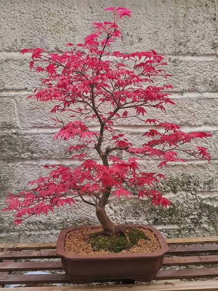 Japanese Maple Bonsai: History, Styling, and Caring for Acer palmatum in Miniature