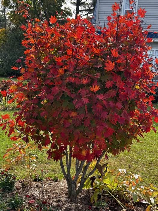 Red Maple vs Japanese Maple: Identification, Size, Growth Rate, and More