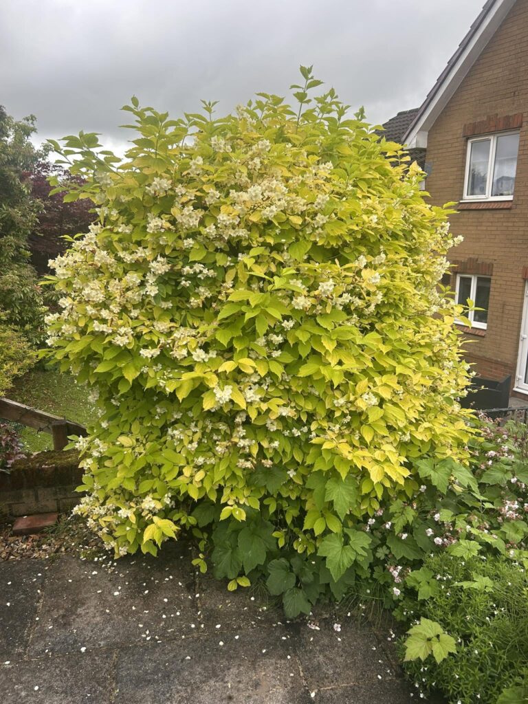 15 Fragrant Shrubs and Bushes That Will Fill Your Garden With Scent