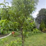Peach Tree