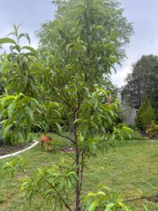 Peach Tree