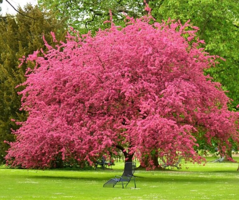 25 Stunning Trees With Pink Flowers (Identification With Pictures)