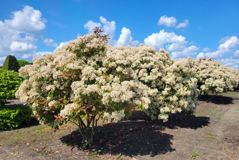 Red Tip Photinia Plants: History, Growth Rate, Planting, Problems, and More