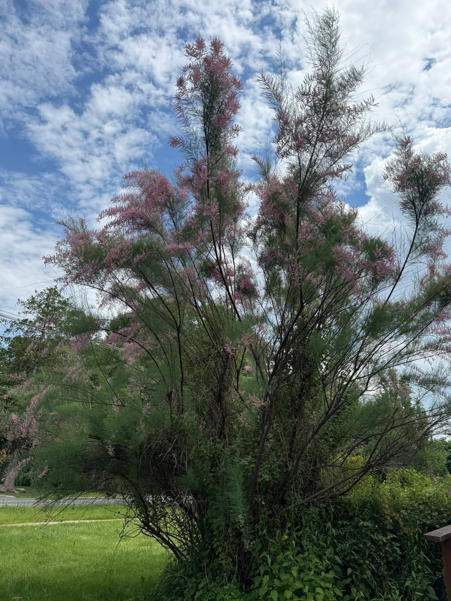 15 Invasive Trees You Should Avoid Planting Near Your Home - Citycacti