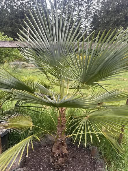 25 Cold Hardy Palm Trees That Actually Survive Winter (Identification With Pictures)
