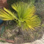 Windmill Palm
