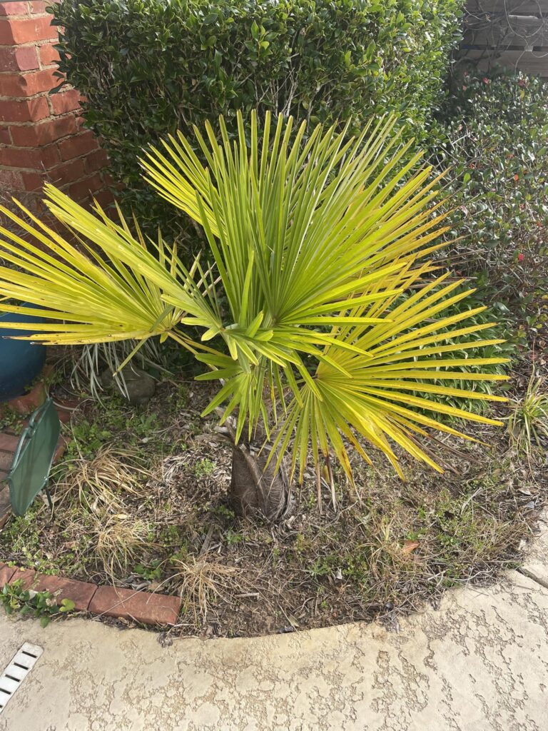 Windmill Palm