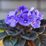 African Violets