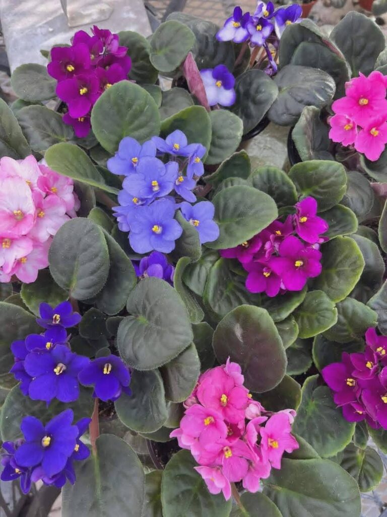 African violets