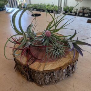 Air plants