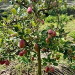 Apple tree