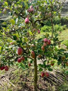Apple tree