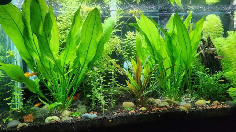 25 Best Aquarium Plants for a Fish Tank: Low light, no CO2, Floating, and More