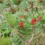 Bishop Pine