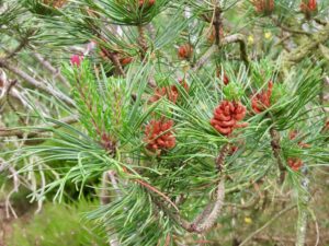 Bishop Pine