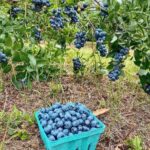 Blueberry