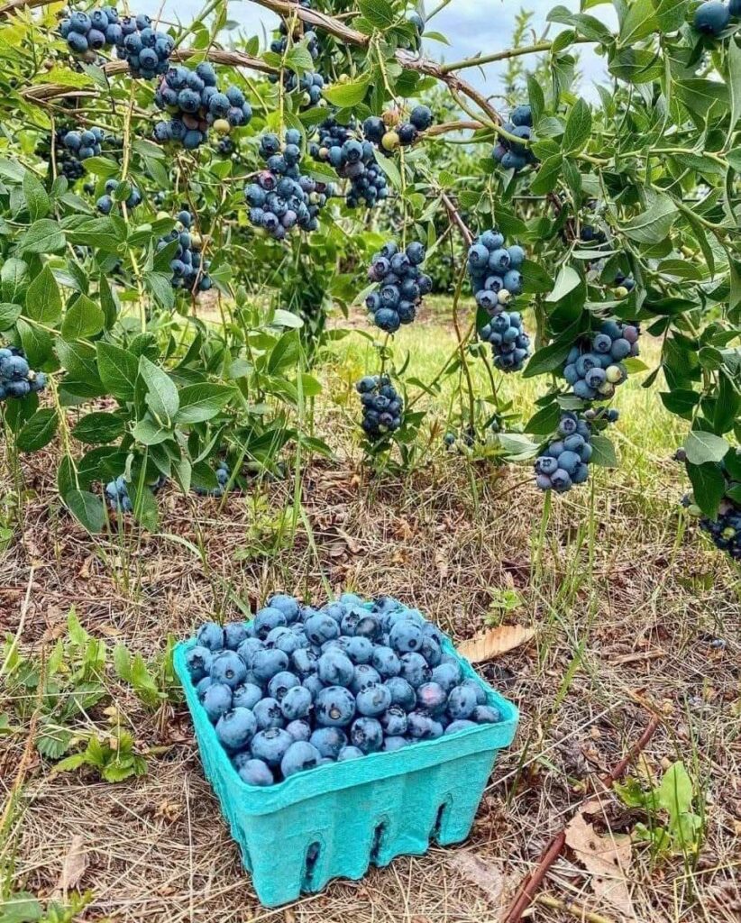 Blueberry