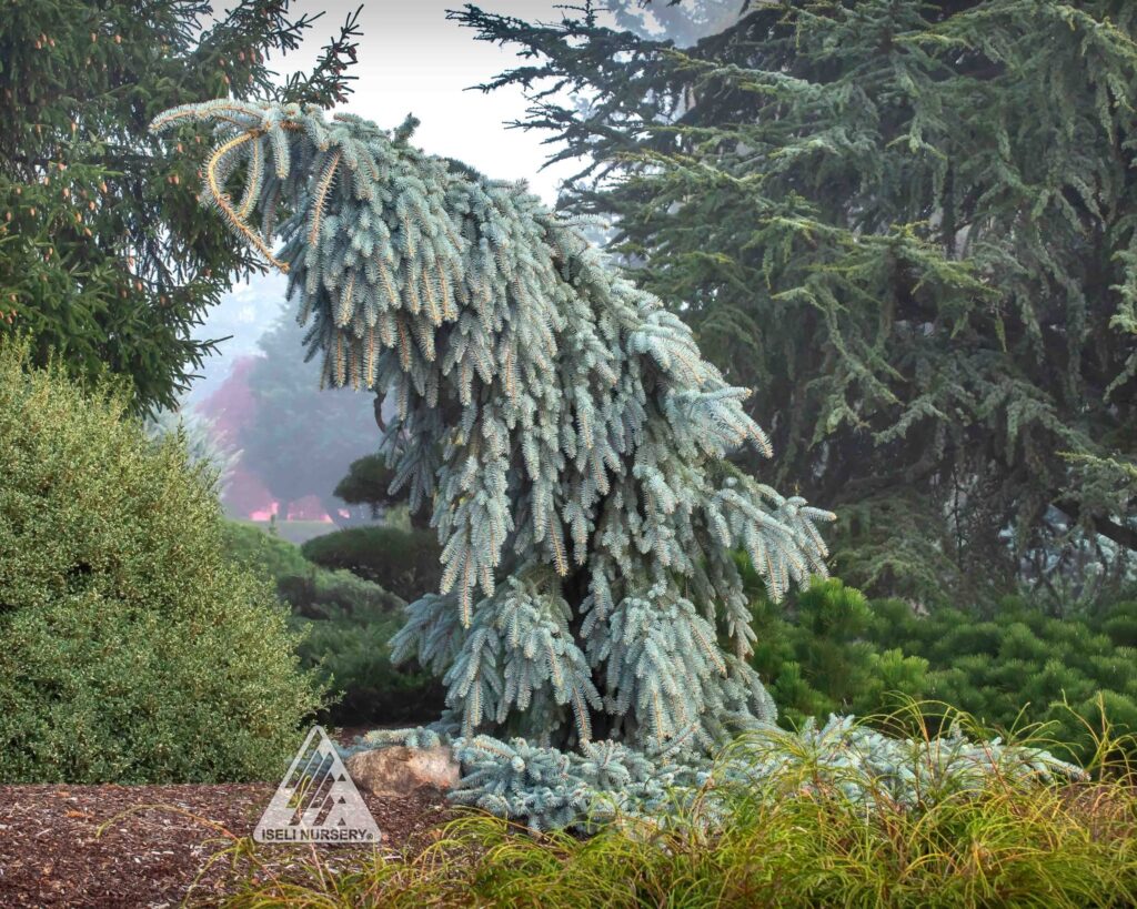 Blue Colorado Spruce