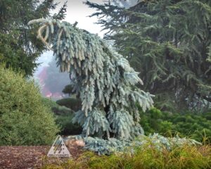Colorado Blue Spruce
