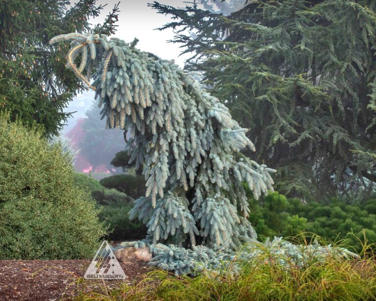 25 Colorado Native Trees (With Growing Details)