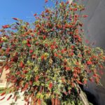 Bottlebrush tree
