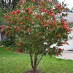 Bottlebrush tree