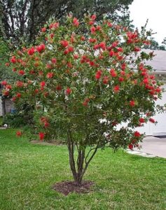 Bottlebrush tree