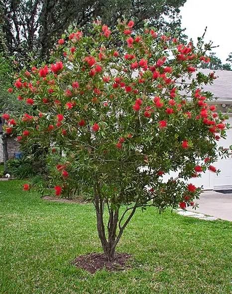 Bottlebrush tree