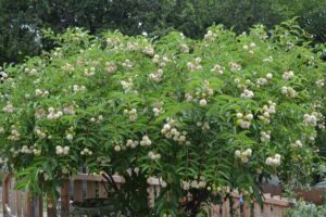 Buttonbush