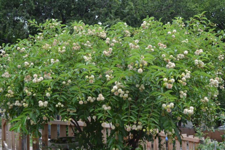 Buttonbush