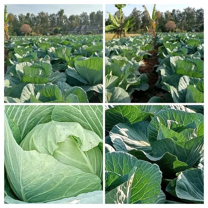 Cabbage