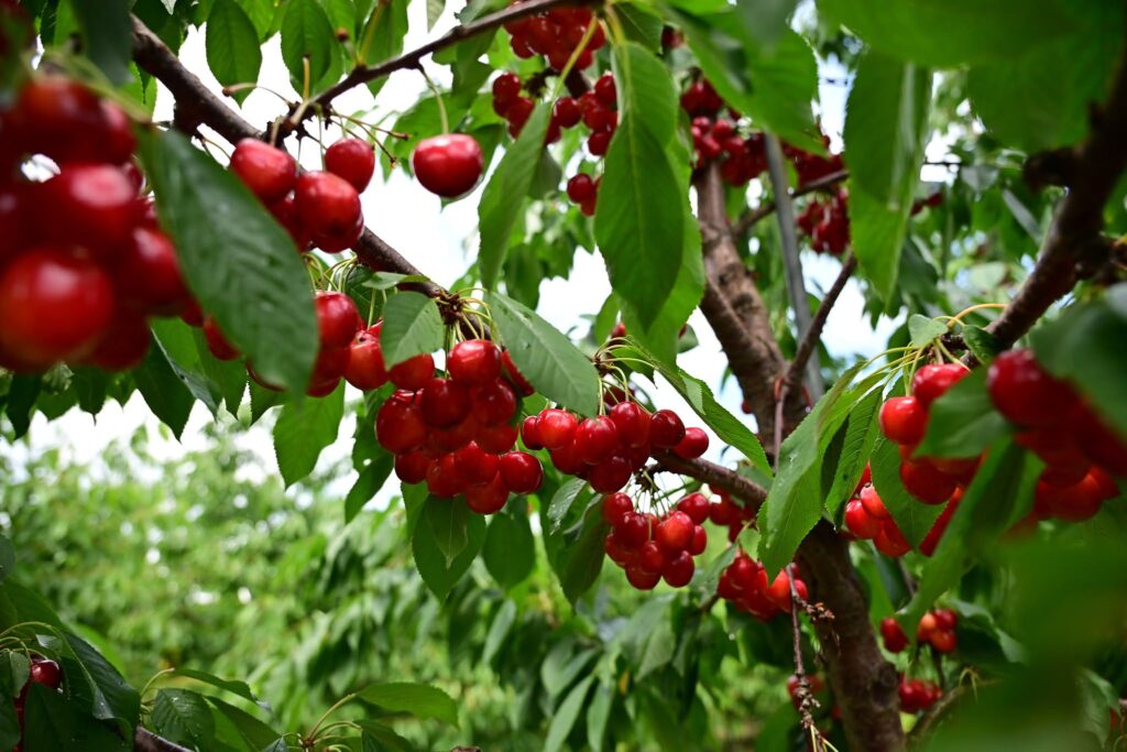 Cherries