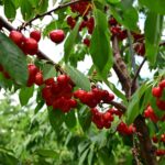 Sweet cherries