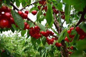 Sweet cherries