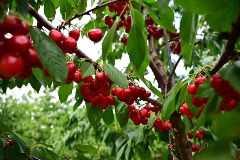Sweet cherries