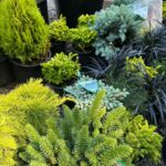 Conifers