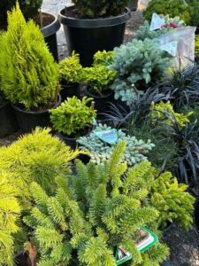 Conifers