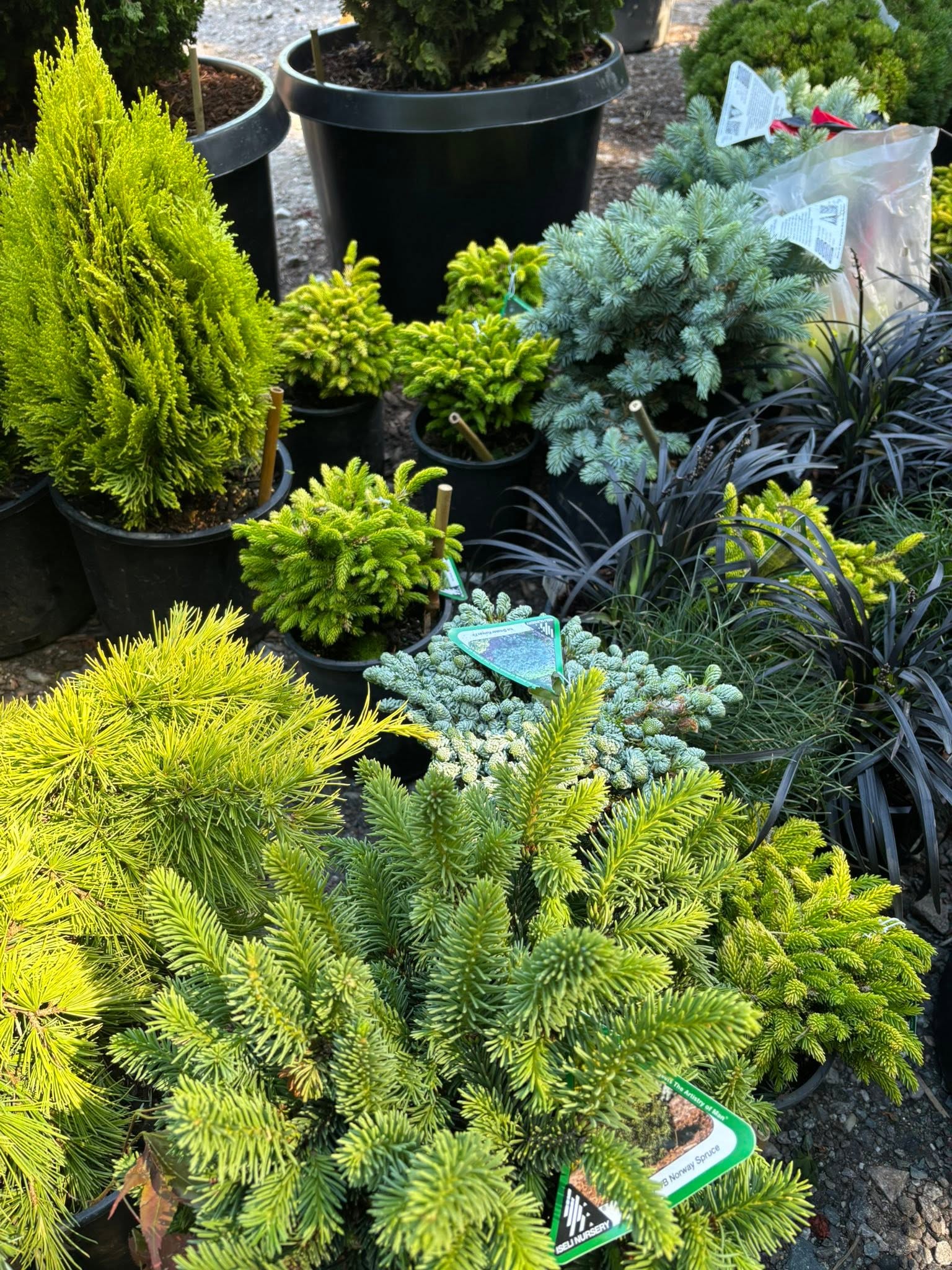 25 Major Types Of Conifers (Varieties With Pictures) - Citycacti