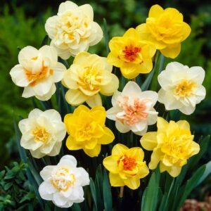 Daffodil