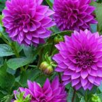 Dahlia